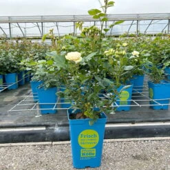 Duftende Strauchrose 'Artemis®', Cremeweiß, Topf 6 Liter -Stilvoller Gartenbedarfsladen 0460500339 Artemis Strauchrose cremeweiss 8 126473