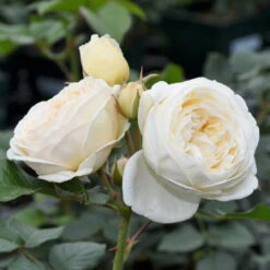 Duftende Strauchrose 'Artemis®', Cremeweiß, Topf 6 Liter -Stilvoller Gartenbedarfsladen 0460500339 Artemis RGB