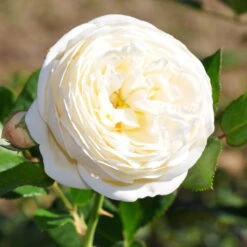 Duftende Strauchrose 'Artemis®', Cremeweiß, Topf 6 Liter -Stilvoller Gartenbedarfsladen 0460500339 Artemis RGB 2