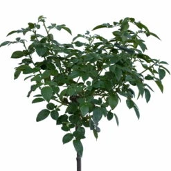 Stammrose 'Hansestadt Rostock®', Beetrose, Stammhöhe 60cm Im 7,5 Liter Topf -Stilvoller Gartenbedarfsladen 046080055 Hansestadt Rostock 1 115578