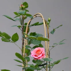 Duftende Edelrose 'Augusta Luise®', Rose-aprikot, Doppelbogen, Topf 10 Liter -Stilvoller Gartenbedarfsladen 0460850656 rose augusta luise doppelbogen 1 124093