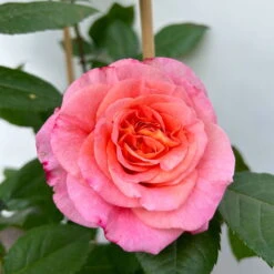 Duftende Edelrose 'Augusta Luise®', Rose-aprikot, Doppelbogen, Topf 10 Liter -Stilvoller Gartenbedarfsladen 0460850656 rose augusta luise doppelbogen 10 123901