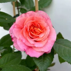 Duftende Edelrose 'Augusta Luise®', Rose-aprikot, Doppelbogen, Topf 10 Liter -Stilvoller Gartenbedarfsladen 0460850656 rose augusta luise doppelbogen 11 123903