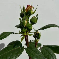 Duftende Edelrose 'Augusta Luise®', Rose-aprikot, Doppelbogen, Topf 10 Liter -Stilvoller Gartenbedarfsladen 0460850656 rose augusta luise doppelbogen 3 123900