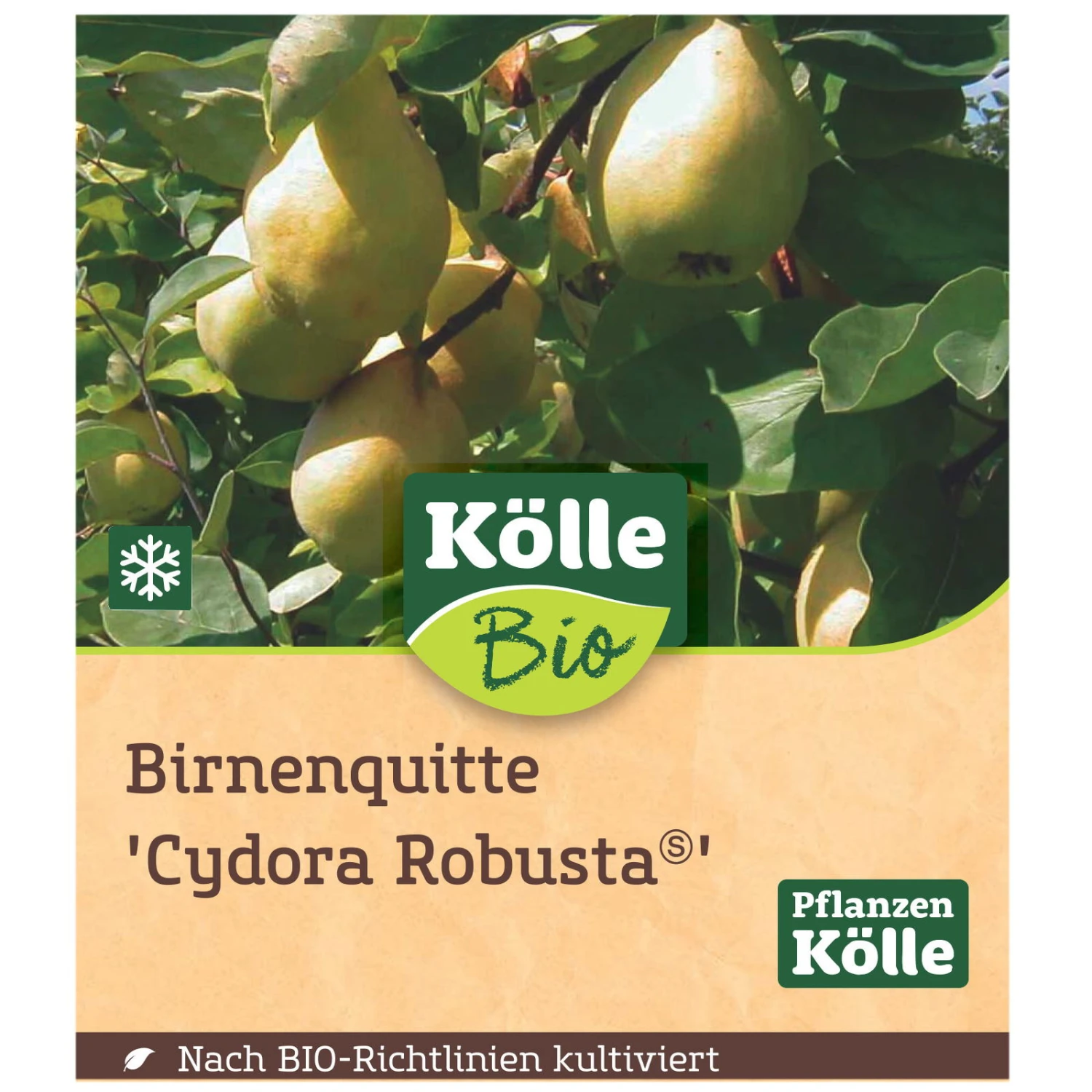 Bio Birnenquitte 'Cydora Robusta'Ⓢ, Topf 10 Liter 3 Bio Birnenquitte 'Cydora Robusta'Ⓢ, Topf 10 Liter – Bild 3