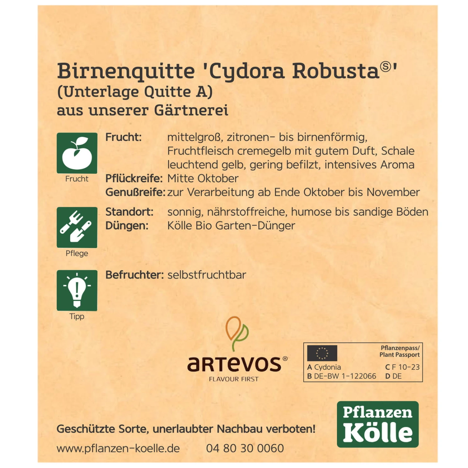 Bio Birnenquitte 'Cydora Robusta'Ⓢ, Topf 10 Liter 4 Bio Birnenquitte 'Cydora Robusta'Ⓢ, Topf 10 Liter – Bild 4