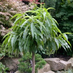 Kölle Bio Zwergpfirsich 'Diamond'® ZaipeviⓈ, Topf 7,5 Liter -Stilvoller Gartenbedarfsladen 0480670030 KB Zwergpfirsich Diamond Co 7 5l 49536