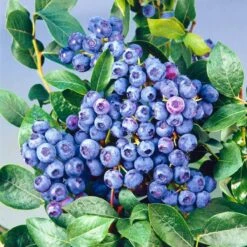 Heidelbeeren 'Frühe Ernte', 4er-Set, Topf Je 2 Liter -Stilvoller Gartenbedarfsladen 0480890240 Heidelbeeren Duke luecrop frueh mittel Co2 71915