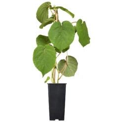 Grünfruchtige Kiwi 'Hayward', 2er-Set, Topf 15 Cm Ø -Stilvoller Gartenbedarfsladen 0480960140 0480960141 0480960142 Golden Kiwi Altas 87663
