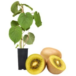 Gelbfruchtige Kiwi 'Golden Kiwi', 2er-Set, Topf 15 Cm Ø -Stilvoller Gartenbedarfsladen 0480960140 Golden Kiwi Set inkl Befruchtersorte neu 88604