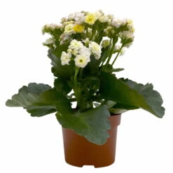 Kalanchoe 'Mozaic', Wechselfarbig, Topf-Ø 12 Cm, Höhe Ca. 22 Cm, 6er-Set -Stilvoller Gartenbedarfsladen 0610103650 Outdoor Kalanchoe Mozaic wechselfarbig 6er Set 2 113821