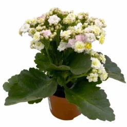 Ausgewählte Produkte -Stilvoller Gartenbedarfsladen 0610103650 Outdoor Kalanchoe Mozaic wechselfarbig 6er Set 5 113823