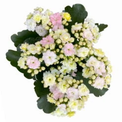 Kalanchoe 'Mozaic', Wechselfarbig, Topf-Ø 12 Cm, Höhe Ca. 22 Cm, 6er-Set -Stilvoller Gartenbedarfsladen 0610103650 Outdoor Kalanchoe Mozaic wechselfarbig 6er Set 8 113824