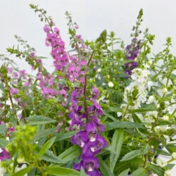 Angelonia 'Trio' Rosa-weiß-lila/blau, Topf-Ø 15 Cm, 3er-Set -Stilvoller Gartenbedarfsladen 0610103733 Angelonia Trio T15 3er Set 125753