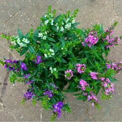 Ausgewählte Produkte -Stilvoller Gartenbedarfsladen 0610103733 Angelonia trio T15 3er Set 13 125835