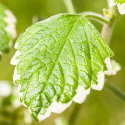 Plectranthus 'Variegata' Grün-weiß, Topf -Ø 12 Cm, 6er-Set -Stilvoller Gartenbedarfsladen 0610180182 Plectranthus1 76855