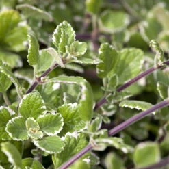 Plectranthus 'Variegata' Grün-weiß, Topf -Ø 12 Cm, 6er-Set -Stilvoller Gartenbedarfsladen 0610180182 Plectranthus 76856