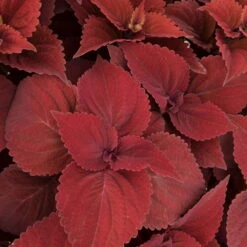 Pflanzenset 'Spätsommer-Gold' Gelb-orange, Topf-Ø 12 Cm, 4er-Set -Stilvoller Gartenbedarfsladen 0610180185 Solenostemon scut T1213 Beale Street Set 3Stueck 74401