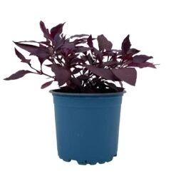 Papageienstrauch 'Little Romance', 6er-Set, Dunkelviolett-rot, Topf 12 Cm Ø -Stilvoller Gartenbedarfsladen 0610180265 Alternanthera T12 Little Romance 6er Set 11 95710