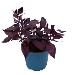 Papageienstrauch 'Little Romance', 6er-Set, Dunkelviolett-rot, Topf 12 Cm Ø -Stilvoller Gartenbedarfsladen 0610180265 Alternanthera T12 Little Romance 6er Set 12 95711