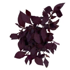 Papageienstrauch 'Little Romance', 6er-Set, Dunkelviolett-rot, Topf 12 Cm Ø -Stilvoller Gartenbedarfsladen 0610180265 Alternanthera T12 Little Romance 6er Set 13 95712