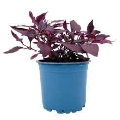 Papageienstrauch 'Little Romance', 6er-Set, Dunkelviolett-rot, Topf 12 Cm Ø