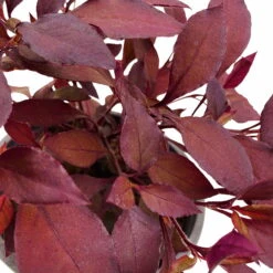 Papageienstrauch 'Little Romance', 6er-Set, Dunkelviolett-rot, Topf 12 Cm Ø -Stilvoller Gartenbedarfsladen 0610180265 Alternanthera T12 Little Romance 6er Set 4 95053