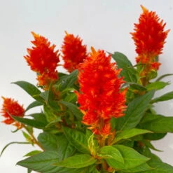 Pflanzenset 'Spätsommer-Gold' Gelb-orange, Topf-Ø 12 Cm, 4er-Set -Stilvoller Gartenbedarfsladen 0610240075 Celosia argentea T12 6er Set orange Kelos Fire Orange 5 113296