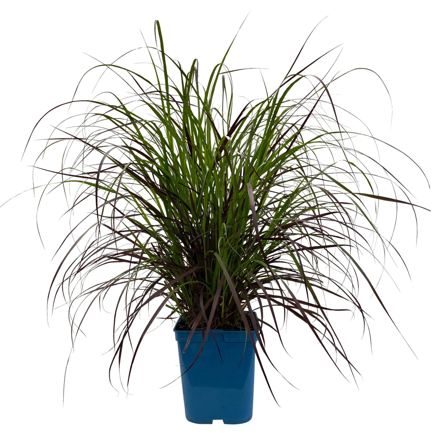 Lampenputzergras 'Rubrum' Rot, Topf-Ø 26 Cm 1 Lampenputzergras 'Rubrum' Rot, Topf-Ø 26 Cm