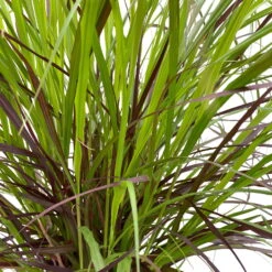 Lampenputzergras 'Rubrum' Rot, Topf-Ø 26 Cm 6 Lampenputzergras 'Rubrum' Rot, Topf-Ø 26 Cm -Stilvoller Gartenbedarfsladen 0610280039 KB Pennisetum advena Rubrum T26 5 l rotlaubig einjaehrig WS 3 95867