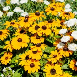 Pflanzenset 'Spätsommer-Gold' Gelb-orange, Topf-Ø 12 Cm, 4er-Set -Stilvoller Gartenbedarfsladen 0610360035 Rudbeckia hirta T13 Toto 6er Set 2 111925