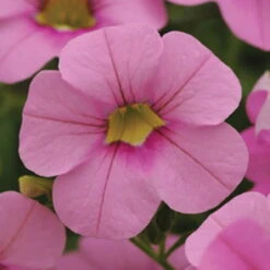 Zauberglöckchen, Farben Zufällig, Topf-Ø 12 Cm, 6er-Set -Stilvoller Gartenbedarfsladen 0613150022 Calibrachoa T12 rosa 66337