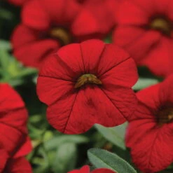 Zauberglöckchen, Farben Zufällig, Topf-Ø 12 Cm, 6er-Set -Stilvoller Gartenbedarfsladen 0613150023 Calibrachoa T12 rot 66338