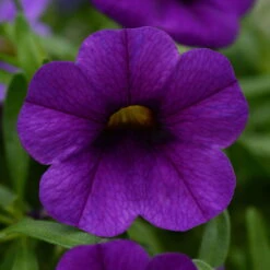 Zauberglöckchen, Farben Zufällig, Topf-Ø 12 Cm, 6er-Set -Stilvoller Gartenbedarfsladen 0613150040 Calibrachoa T12 blau Set 3Stueck WS1 73864