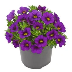 Zauberglöckchen, Farben Zufällig, Topf-Ø 12 Cm, 6er-Set -Stilvoller Gartenbedarfsladen 0613150040 Calibrachoa T12 blau Set 3Stueck WS3 73863