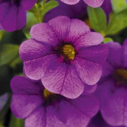 Zauberglöckchen, Farben Zufällig, Topf-Ø 12 Cm, 6er-Set -Stilvoller Gartenbedarfsladen 0613150040 Calibrachoa T12 blau Set 3Stueck WS4 73862