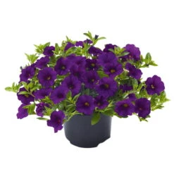 Zauberglöckchen, Farben Zufällig, Topf-Ø 12 Cm, 6er-Set -Stilvoller Gartenbedarfsladen 0613150040 Calibrachoa T12 blau Set 3Stueck WS 73865