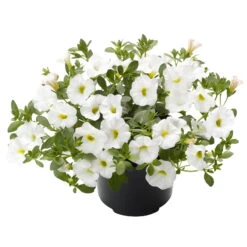 Zauberglöckchen, Farben Zufällig, Topf-Ø 12 Cm, 6er-Set -Stilvoller Gartenbedarfsladen 0613150041 Calibrachoa T12 weiss Set 3Stueck1 74221
