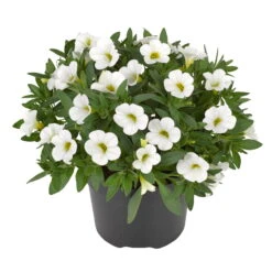 Zauberglöckchen, Farben Zufällig, Topf-Ø 12 Cm, 6er-Set -Stilvoller Gartenbedarfsladen 0613150041 Calibrachoa T12 weiss Set 3Stueck2 74220