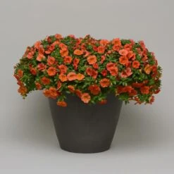 Zauberglöckchen, Farben Zufällig, Topf-Ø 12 Cm, 6er-Set -Stilvoller Gartenbedarfsladen 0613150042 Calibrachoa T12 orange Set 3Stueck2 74222