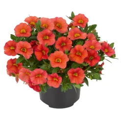 Zauberglöckchen, Farben Zufällig, Topf-Ø 12 Cm, 6er-Set -Stilvoller Gartenbedarfsladen 0613150042 Calibrachoa T12 orange Set 3Stueck3 74223