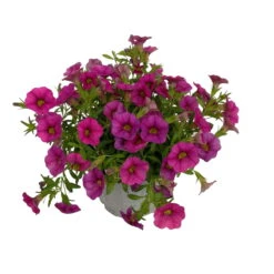 Zauberglöckchen, Farben Zufällig, Topf-Ø 12 Cm, 6er-Set -Stilvoller Gartenbedarfsladen 0613150043 Calibrachoa pink 2 89073