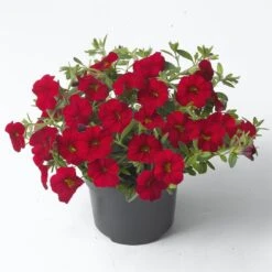Zauberglöckchen, Farben Zufällig, Topf-Ø 12 Cm, 6er-Set -Stilvoller Gartenbedarfsladen 0613150044 Calibrachoa T12 rot Set 3Stueck 74227