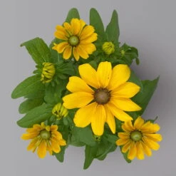 Pflanzenset 'Spätsommer-Gold' Gelb-orange, Topf-Ø 12 Cm, 4er-Set -Stilvoller Gartenbedarfsladen 0615400008 KB Spaetsommer Gold T12 4erSet orange gelb 14 126542