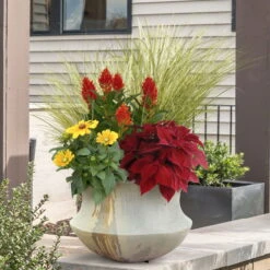 Pflanzenset 'Spätsommer-Gold' Gelb-orange, Topf-Ø 12 Cm, 4er-Set