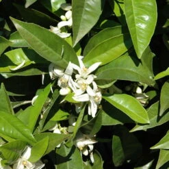 Orangenbaum, Stamm, Topf-Ø Ca. 20 Cm, Höhe Ca. 70 Cm -Stilvoller Gartenbedarfsladen 0630100030 KB Citrus sinensis Stamm T33 1 88065