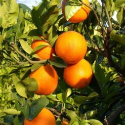 Orangenbaum, Stamm, Topf-Ø Ca. 20 Cm, Höhe Ca. 70 Cm -Stilvoller Gartenbedarfsladen 0630100030 KB Citrus sinensis Stamm T33 3 88064