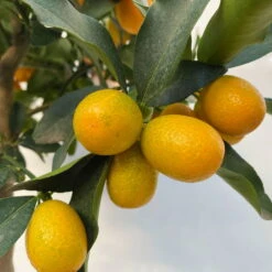 Kumquat, Stamm, Topf-Ø 22 Cm -Stilvoller Gartenbedarfsladen 0630100261 KB Citrus fort marg Stamm T22 7 104208