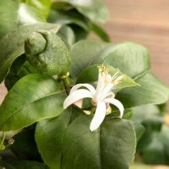 Zitronenbaum, Stamm, Topf-Ø 33 Cm, Höhe Ca. 150 Cm -Stilvoller Gartenbedarfsladen 0630100481 Citrus limon Bluete GS624989 Citrus limon 77068