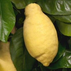 Zitronenbaum, Stamm, Topf-Ø 33 Cm, Höhe Ca. 150 Cm -Stilvoller Gartenbedarfsladen 0630100481 Citrus limon Frucht am Zweig GS426522 Citrus limon 77067